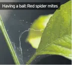  ??  ?? Having a ball: Red spider mites