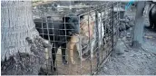  ?? Picture: AFP / TANG CHHIN SOTHY ?? HELPLESS: Dogs are kept in a cage at a slaughterh­ouse in Siem Reap province, Cambodia, in 2019.