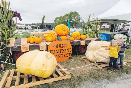  ?? DARREN STONE, TIMES COLONIST ?? Giant pumpkins prove popular at the 152nd Saanich Fair on Saturday.