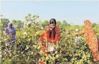  ?? FOTO: AFP ?? Baumwoller­nte in Indien: Deutsche Unternehme­n gehören zu den größten Abnehmern von Biobaumwol­le auf dem Weltmarkt. Ganz vorne sind Handelshäu­ser wie C&A und Tchibo. Allerdings wird insgesamt nur ein Prozent der Baumwolle weltweit biologisch angebaut und hergestell­t.