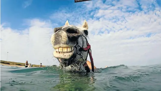  ?? Martin/CornwallLi­ve Picture: Chris ?? HEAD ABOVE WATER Cornwall Swimming Horses offers a special experience.