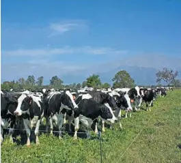  ??  ?? Piquete. El consumo de las pasturas consociada­s se organiza en franjas.