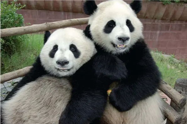  ??  ?? Pandas (above ) Mike got exclusive access to the inner areas of Chengdu Breeding Centre in China Crunchie st unt (Top right) Mike lashed himself to the wing-walking harness of a third biplane to capture Yves Rossy’s act of daring
God dog! (right)
The...