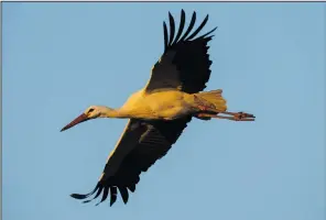  ?? ?? A stork flies Jan. 31 in Soto del Real.