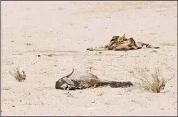  ?? Al-Qabas photo ?? Carcasses of animals rotting in the desert.