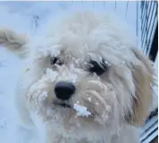  ??  ?? Playing in the snow Alison Silvester’s cavapoo Ruby likes to face plant and eat snow