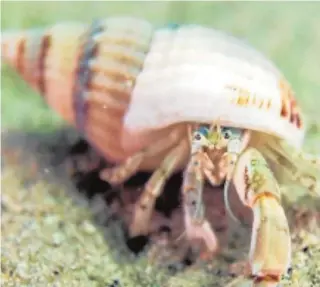  ?? // BRUNO ALMÓN ?? De las tres especies analizadas, esta es un Diogenes curvimanus