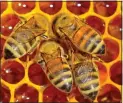  ?? ?? GETTING STUCK IN: Bees make a ‘glue’ to protect their hives