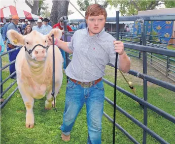  ?? JIM THOMPSON/JOURNAL ?? Matthew Pointer, 17, of Hobbs, leads his grand champion Charolais steer, Bossier, to the auction show ring on Friday. The animal sold for $25,000 at the 4-H Junior Livestock Auction at the New Mexico State Fair on Friday.