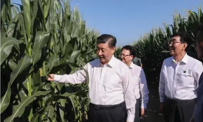  ?? Photograph: Xinhua/REX/Shuttersto­ck ?? Xi Jinping on a visit to inspect grain production. Covid-19 has had a huge impact on the country’s economy but it is faring better than rivals such as the US.