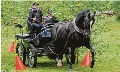  ??  ?? Michaela Maurus aus Konradshof­en siegte beim Kutschentu­rnier in der Kategorie Großpferde einspännig.