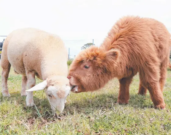  ?? Picture: MIKE BATTERHAM ?? Scottish highland cow Braveheart, two months, and lamb Silence, three months, on Josh Dooley’s Byron Bay farm.