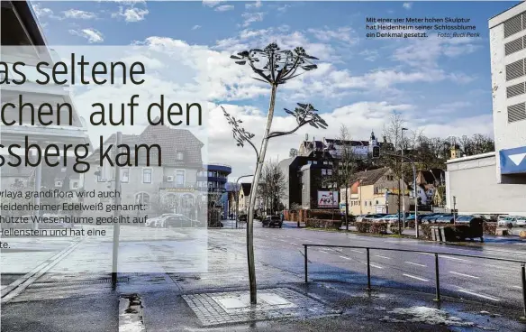  ?? Foto: Rudi Penk ?? Mit einer vier Meter hohen Skulptur hat Heidenheim seiner Schlossblu­me ein Denkmal gesetzt.