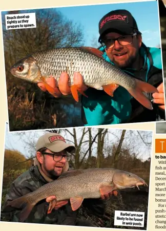  ??  ?? Roach shoal up tightly as they prepare to spawn. Barbel are now likely to be found in weir pools.