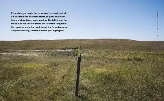  ??  ?? Prescribed grazing is the process of moving livestock on a schedule to decrease stress on plant communitie­s and allow timely regenerati­on. The left side of the fence is an area with historic low intensity, long duration grazing, while the right side of the fence features a higher intensity, shorter duration grazing regime.