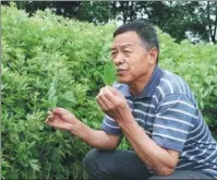  ??  ?? Wang Xingjian at his Qichun county mugwort plantation.