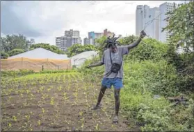  ?? Photo: Rogan Ward ?? Farming: Sandile Rasta Mthembu is one of a group of men who started an urban food garden in the ethekwini municipali­ty’s Elangeni Green Zone shelter for homeless people. It’s still going strong.