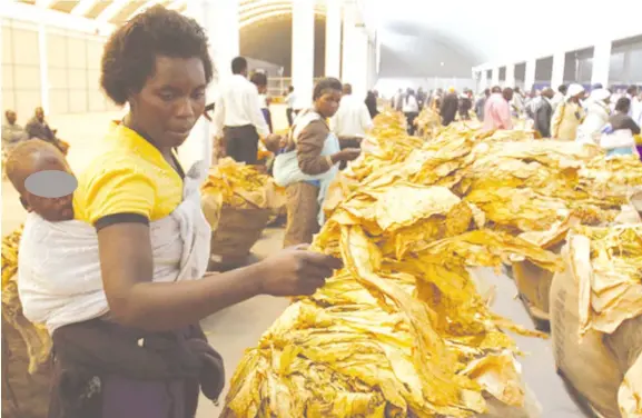  ??  ?? Kutengeswa kwefodya yakarimwa mwaka uno kunotarisi­rwa kutanga masvondo maviri ari kutevera uye panguva ino varimi vari mushishi kukohwa, kupisa pamwe nekugiredh­a chirimwa ichi.