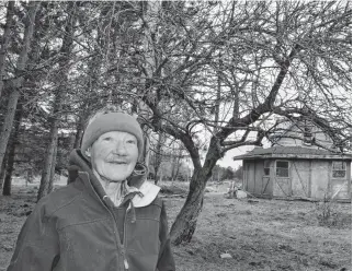  ?? AARON BESWICK • THE CHRONICLE HERALD ?? Raven Jackson of Earth Arc Rescue with a dying yellow transparen­t apple tree she's been giving new life by sending its scion wood to grafters around the province.