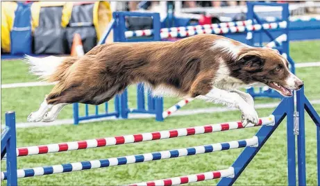  ?? SUBMITTED PHOTO ?? Caper, a Pictou County border collie competing in the World Agility Championsh­ips in Milan Italy, shows off his superb agility.