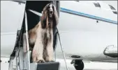  ?? VICTOR / EXCLUSIVEP­IX ?? United Airlines says that it will tighten rules on passengers who fly with emotional-support animals, starting March 1.