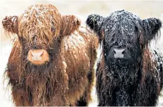  ??  ?? Two Highland cattle sensibly kitted out for the Met Office red warning of heavy snow