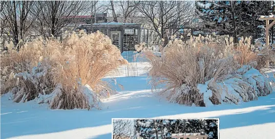  ?? THERESA FORTE, FOR TORSTAR ?? In the back garden, a circle of silver grass (Miscanthus sinensis ‘Morning Light’) celebrates the sunlight with flamboyant golden plumes dancing above the snow.