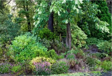  ??  ?? The south-facing east side of the house, bound by trees including a sorrel, or sourwood, Oxydendrum arboreum. In the foreground are a mix of Erica manipulifl­ora x vagans ‘Valerie Griffiths’, Daboecia cantabrica ‘Rainbow’ and Calluna vulgaris ‘E. Hoare’.
