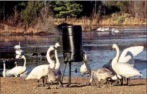  ?? Special to the Democrat-Gazette/MARCIA SCHNEDLER ?? Trumpeter swans can be viewed at two lakes along Hiram Road in Cleburne County, along with their original Arkansas location at nearby Magness Lake.