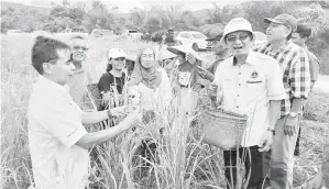  ?? ?? NGETAU: Mong (kanan) begulai enggau peranak di Rumah Helery Kichen, Kampung Nyelam, Sri Aman ngetau padi bukit lebuh ti ngelawa ke Ladang Padi Bukit di kandang menua tu, bedau lama ti udah.