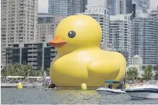  ?? POSTMEDIA NEWS ?? The World’s Largest Rubber Duck, shown in Toronto harbour during Canada Day celebratio­ns last month, will be afloat in Amherstbur­g Saturday and Sunday.