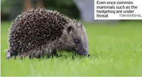  ?? TOM MARSHAL ?? Even once common mammals such as the hedgehog are under threat