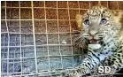  ?? ?? The cub in the cage. Pix by Srinath Dissanaike (above and top)