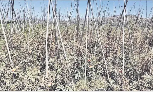  ?? FIRMA FOTO ?? Cultivos de tomates del Guadalhorc­e secos por la falta de agua y las altas temperatur­as.