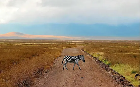  ?? AMELIA WILSON ?? A real life ‘‘zebra crossing’’ through Ngorongoro Crater, a large volcanic caldera in Tanzania. A reminder that we exist in a world belonging to the natural environmen­t, not the other way around.