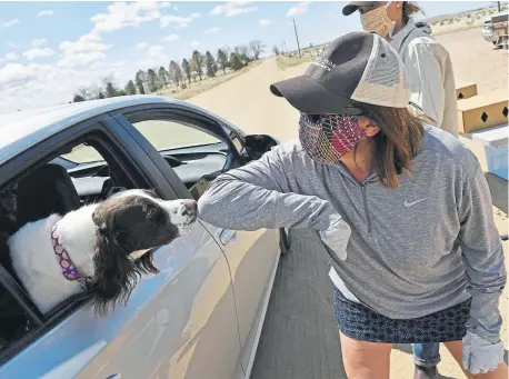  ?? Photos by Helen H. Richardson, The Denver Post ?? Chico Basin Ranch volunteer Julie Frost keeps her social distance and extends an elbow to Zayda, an English springer spaniel, as her owners receive some free beef.