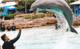  ?? K.C. ALFRED U-T ?? El entrenador Jorge Villa alimenta a un delfín en Seaworld San Diego.