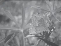  ?? TIM WILDER, THE ASSOCIATED PRESS ?? A frosted elfin butterfly, believed to be headed to the federal endangered species list, is seen at the Fort McCoy Army Installati­on in Wisconsin.