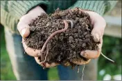  ?? GETTY IMAGES ?? Asian jumping worms have a distinctiv­e white band near one end, while beneficial native earthworms do not.