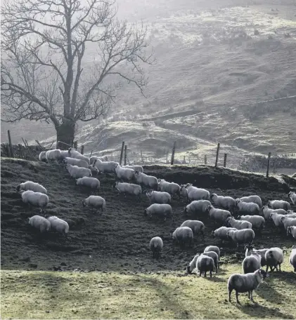  ??  ?? 0 A rural university could help Scotland’s farmers with world-class education, training and research