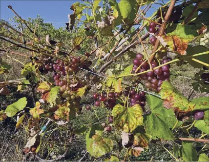  ?? Photos by Lori Van Buren / Times Union ?? Grapes grow on a vine at Sabba Vineyard in Old Chatham.