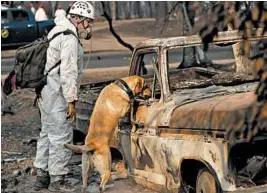  ?? JOHN LOCHER/AP ?? A recovery dog searches for human remains in Paradise, Calif.