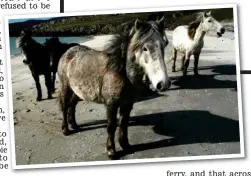  ?? ?? Growing: An Eriskay pony is 13 hands tall but hardy enough to stay outdoors
