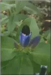  ??  ?? This is a closed gentian being pollinated by a bee in spring of 2019 on Karin Wulkowicz’s Cumru Township property. Pollinator­s are important to watersheds.