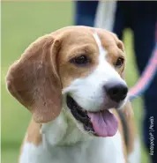  ??  ?? Owners will have to keep them constantly in sight as Beagles tend to follow scents – with complete disregard for anything else.