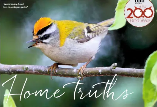  ??  ?? Firecrest singing. Could there be one in your garden?