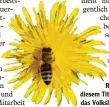  ?? Foto: U. Weigel ?? Rettet die Bienen – unter diesem Titel startet am 30. Januar das Volksbegeh­ren.
