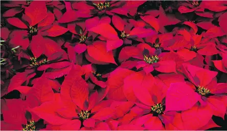  ?? TONY HISGETT PHOTO ?? Short December days bring the colour out of poinsettia­s.