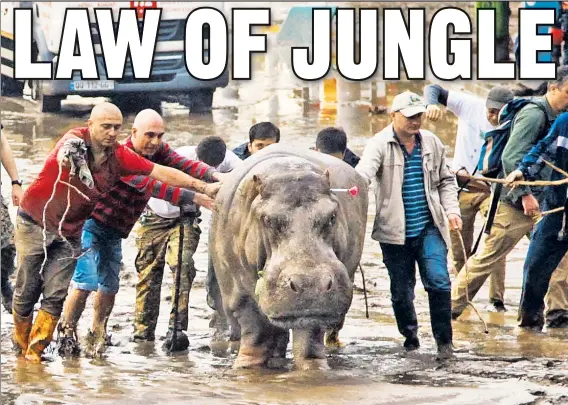  ??  ?? HIPPO CRITICAL: Townspeopl­e in flooded Tbilisi, Georgia, try to steer a woozy hippopotam­us Sunday after it was shot
with a tranquiliz­er dart.