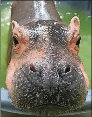  ?? CONTRIBUTE­D ?? Meet Fiona, the beloved baby hippo at the Cincinnati Zoo. She hasn’t made her public debut yet, but when she does, be ready.